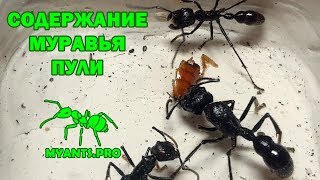 Обзор и содержание Paraponera clavata (Муравей-Пуля)