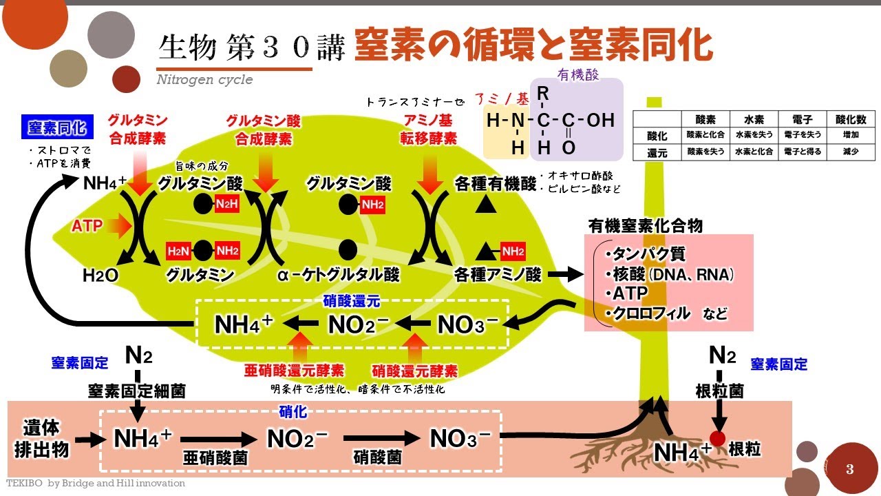 窒素の同化 – 窒素同化 図 – GZIYH