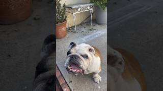 Feeding my English Bulldog #englishbulldog #bulldog #pets #feeding #asmr