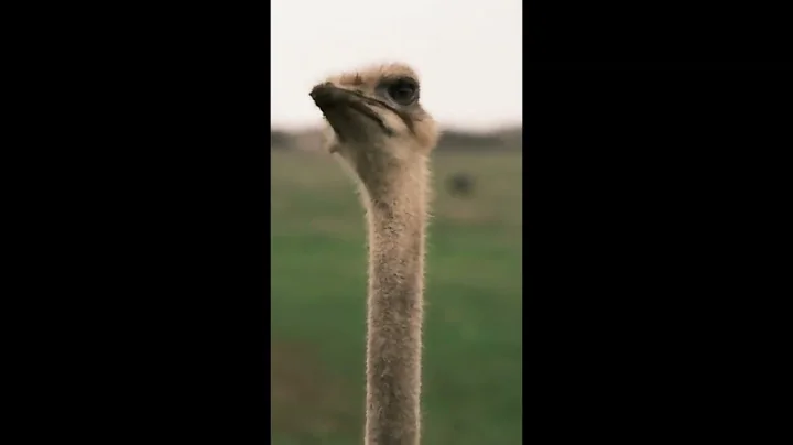 Why Ostriches bury their head in the Ground #birds #shorts