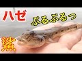 ハゼ釣り 短い竿で楽しむのだ！Japanese Goby fishing