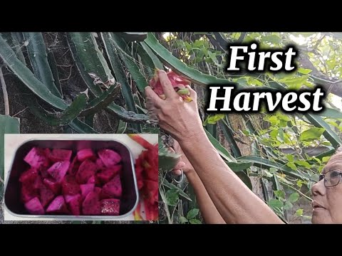 🌿 A Simple Day on Our Farm
