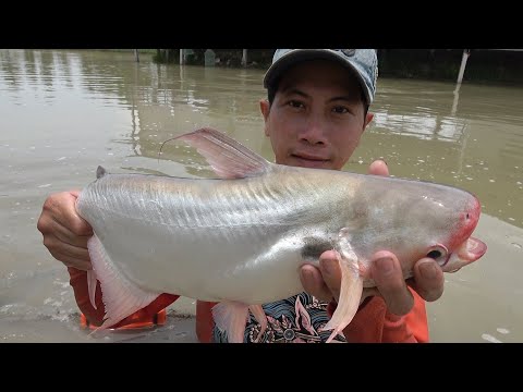 CÁ TRA NƯỚNG BẸ CHUỐI MÓN ĐỘC LẠ Ở MIỀN TÂY - TT799