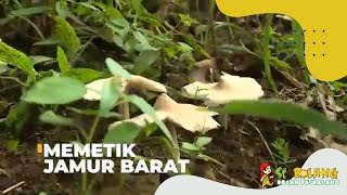 Memetik Jamur Barat | SI BOLANG (14/09/22)