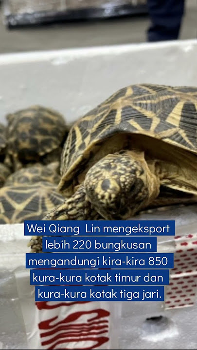 Lelaki warga China cuba seludup kura kura RM4 2 juta
