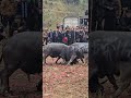 #trending #animals #strongbull #shortvideo #bull #buffalocheck #cow #fypyoutube