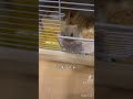 【第2回】ハムスターの行動どれが好きですか？#アンケート#ハムスター #hamster #ハムスターのいる生活 #小動物 #かわいい