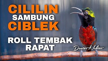 KOLIBRI NINJA GACOR FULL ISIAN TEMBAKAN CILILIN SAMBUNG CIBLEK COCOK BUAT MASTERAN ROLL TEMBAK KONIN