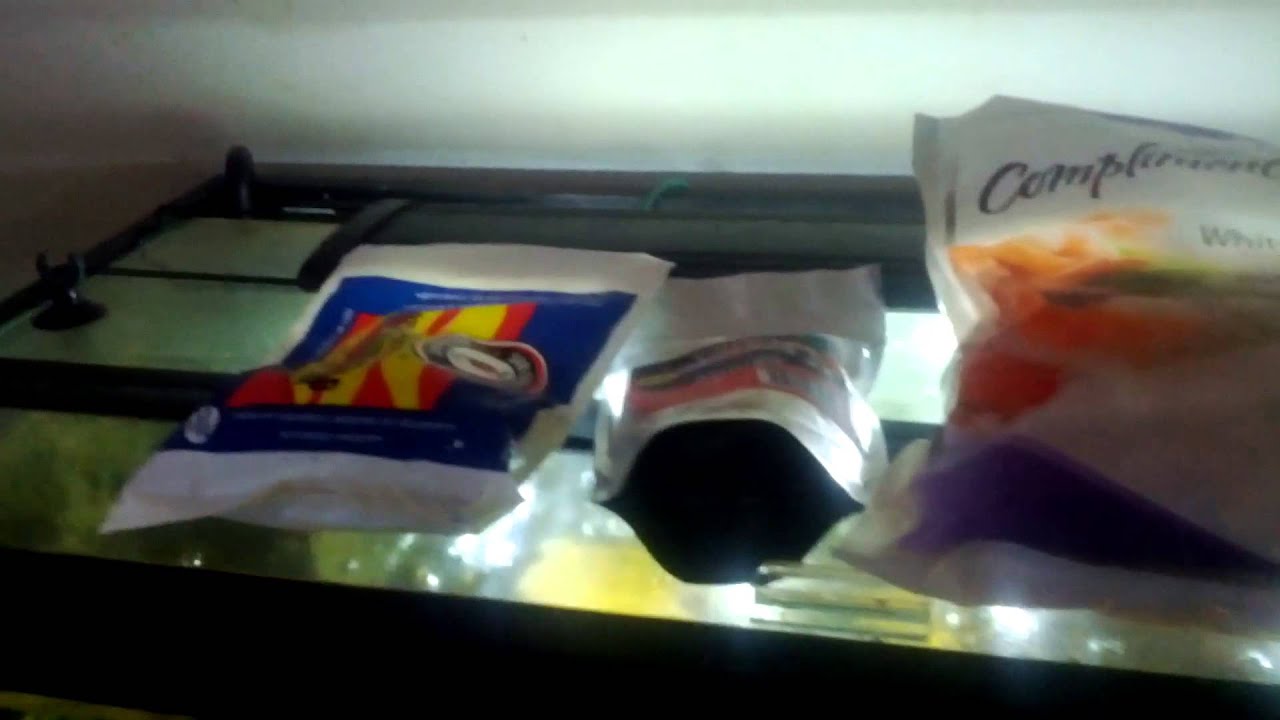 What I feed My Cichlids and Crayfish YouTube