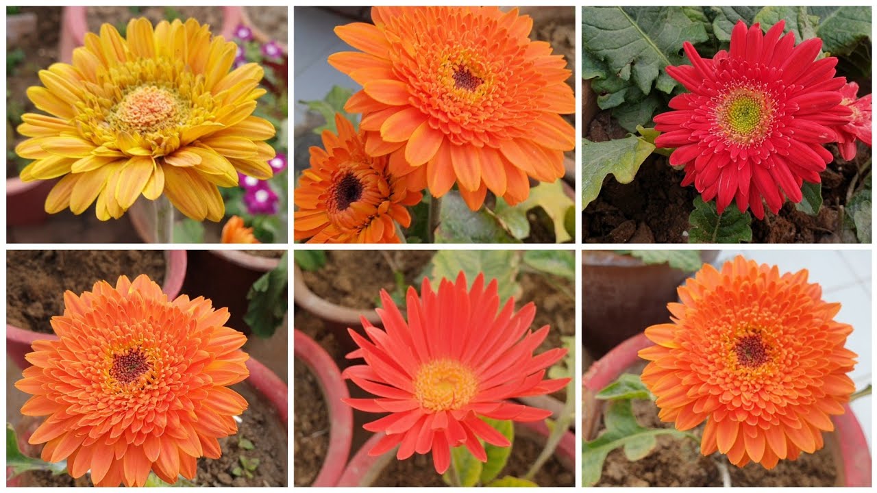 Gerbera Plant Care in Winter / Winter Care of Gerbera Plant Happy