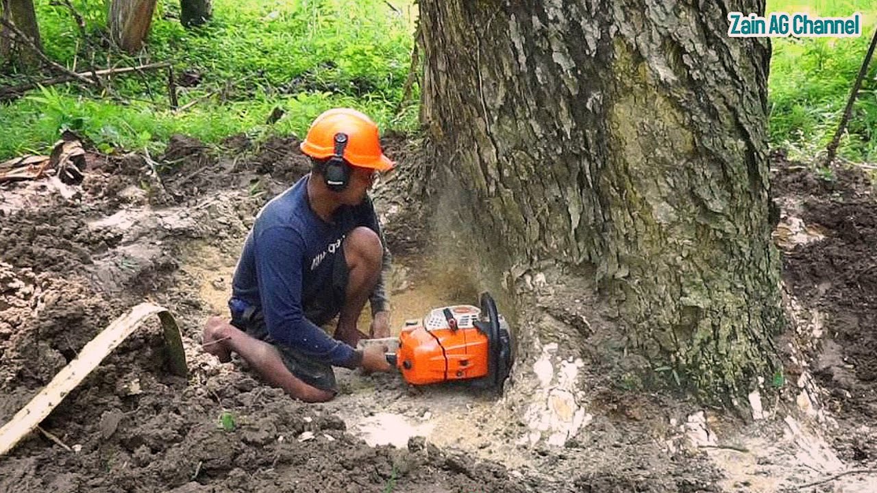 Cutting of a large trembesi tree by the river - stihl ms 881 chainsaw ...