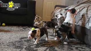 Happy Boston Terrier Puppies