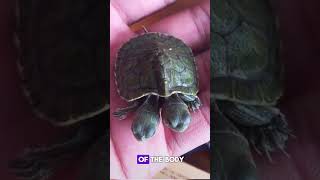 WOW! Meet the RAREST Turtle in the World with TWO HEADS!