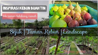 INSPIRASI KEBUN BUAH TIN DI HALAMAN RUMAH