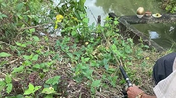 Mùng 4 câu dính cá ngát , #video #cauca #fishing #shorts #trending