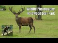 Harewood Deer Park (West Yorkshire)