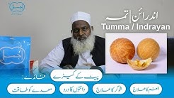 Tumma | Kortuma | Indrayan | Colocynth | Pait k keeray ka ilaj | Dama aur Balgham | Weight loss