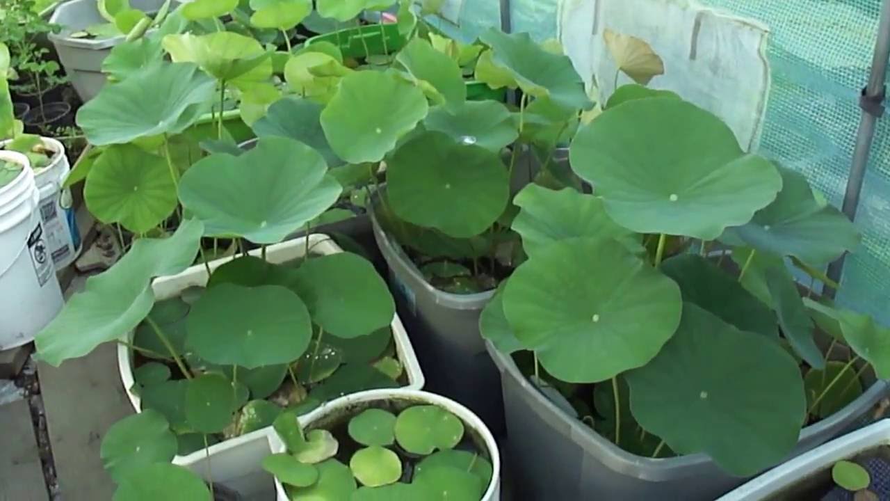 Update On Water Lotus After Fertilizing 21 Days Later YouTube update-on-water-lotus-after-fertilizing-21-days-later-youtube