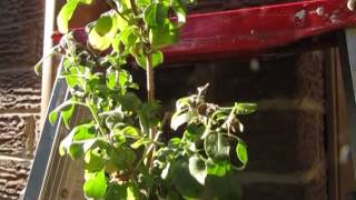 How to remove spider mites from your Tulsi plant - part 1 of 3