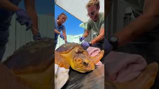 Rescue Sea turtle from Barnacles 🐢