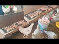 How Southeast Asia Egg Harvesting & Processing Farming ?