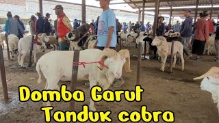 Download Lagu Domba Garut ada garis keturunan Aril Pasar domba Andir Bayongbong Garut MP3