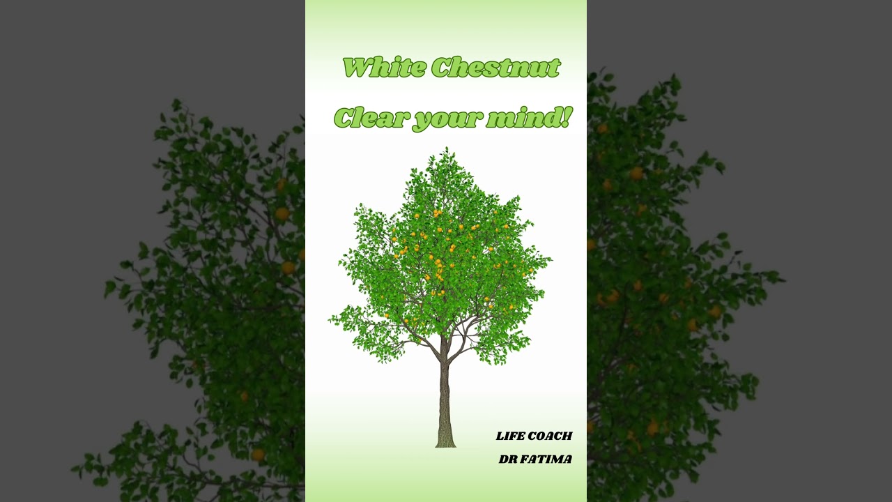 White Chestnut Clear your mind! 