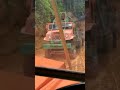 Muddy Road | timber trucks #logging #loggingtruck #truck #logger #truckdrivers