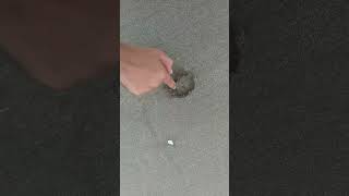 buscando almejas parte 1