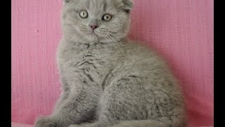 Шотландский вислоухий плюшевый лиловый котик Шотландский вислоухий плюшевый лиловый котик