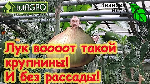 ВСЕГО ОДНО УСЛОВИЕ и ЛУК ВЫРАСТЕТ ОТЛИЧНЫМ и КРУПНЫМ! Лук чернушкой, севком или рассадой?