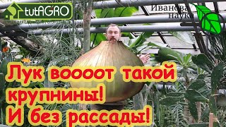 ВСЕГО ОДНО УСЛОВИЕ и ЛУК ВЫРАСТЕТ ОТЛИЧНЫМ и КРУПНЫМ! Лук чернушкой, севком или рассадой?