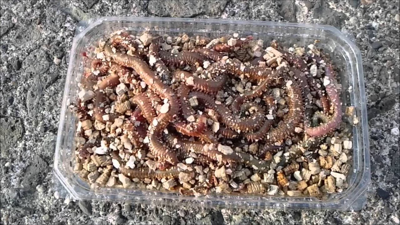 Fishing【釣り】釣り餌には、やっぱりいそめですね～ - MaxresDefault