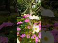 cosmos flower 🌸 I love ❤️🫰🏻#flowers #cosmos #like #subscribe #shorts #video #song #viral #view