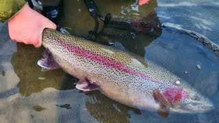 Big Rainbow Trout on The Kenai River