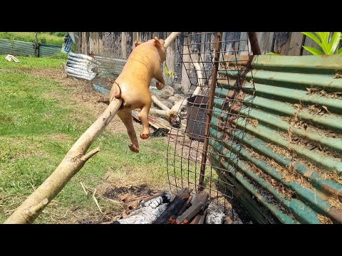 Spitting a roast pig in Eua Tonga 🇹🇴