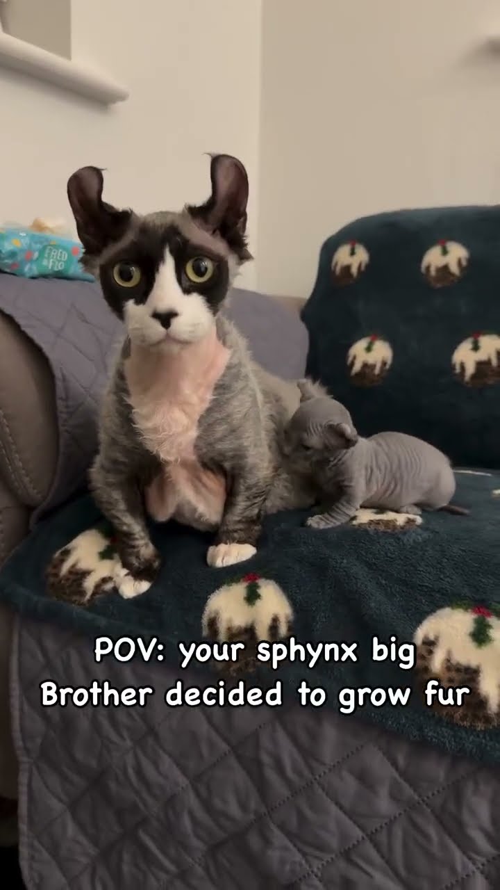 When the Kittyo like let me grow some fur you feel me