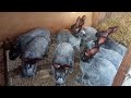 краткий видео обзор моего кроличьего хозяйства