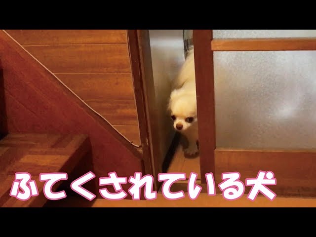 ふて寝する犬が自由すぎる