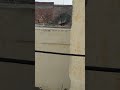 peacock dance 🦚🦚🦚#dance#peacock#cutebaby#happy#funny#nagin#viral#cute#dancevideo#quits#ram#new#life