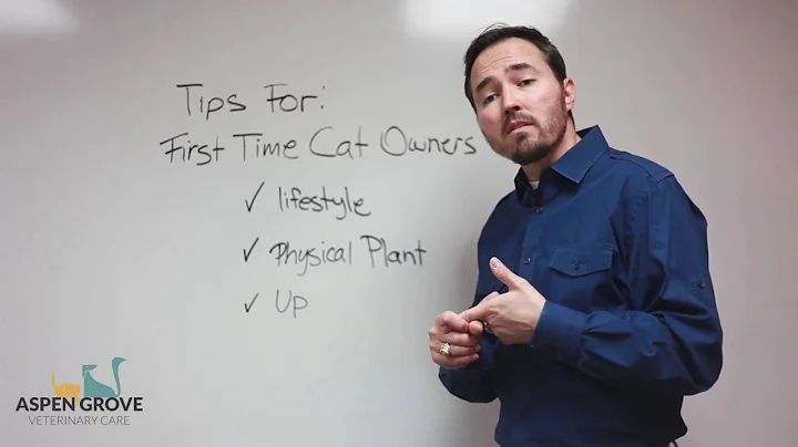 Tips for First Time Cat Owners - DayDayNews
