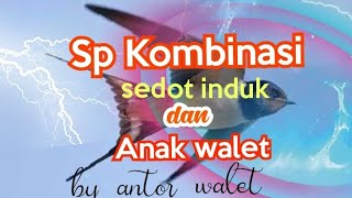 satu lagi SP KOMBINASI, sedot induk dan anak walet