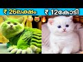 ലോകത്തിലെ ഏറ്റവും വിലപിടിപ്പുള്ള പൂച്ചകൾ! | EXPENSIVE CATS! | Malayalam