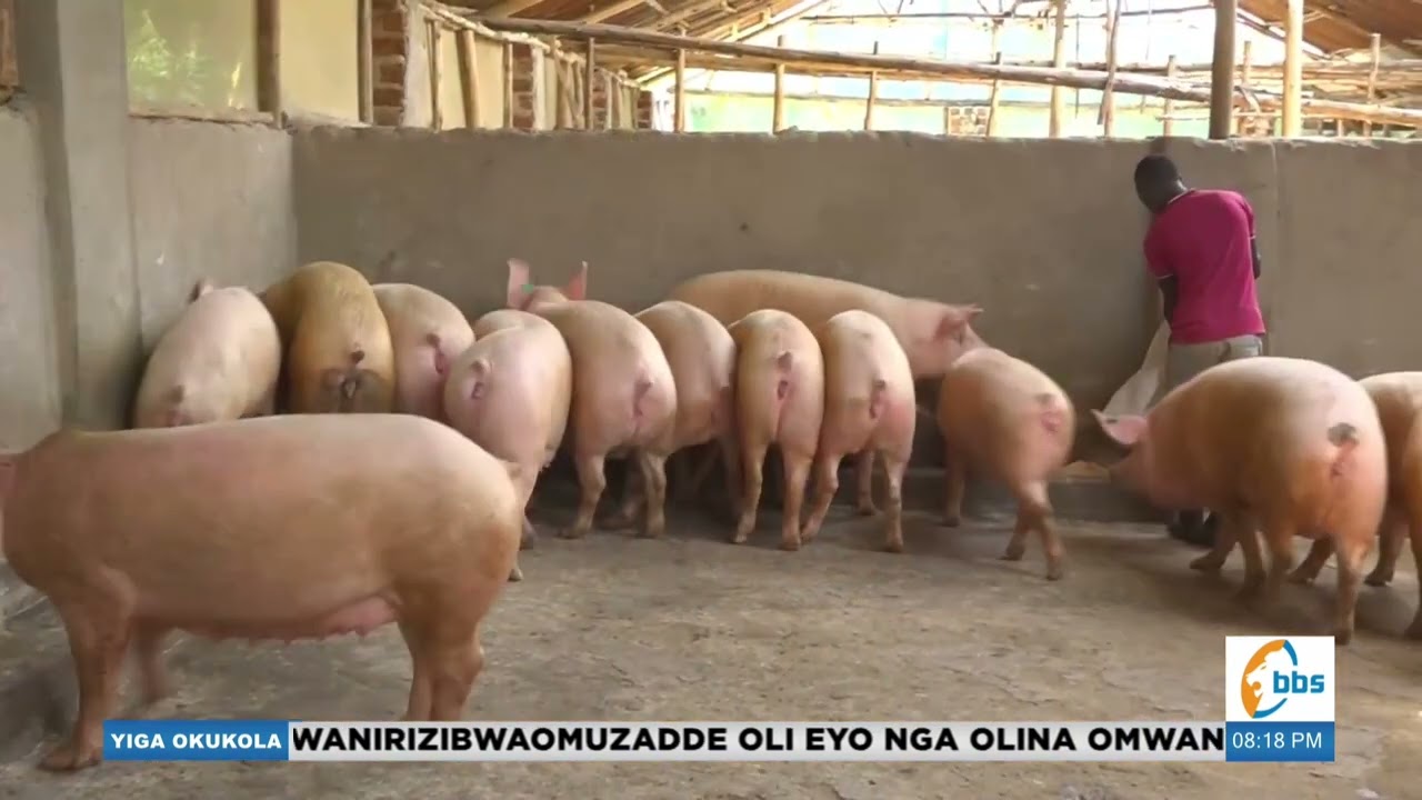 Afunye mu kulunda embizzi ayogedde ekyama kyakozesa.#YigaOkukola