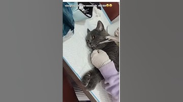 Thumbnail of Cat reaction  after anaesthesia.🤪🤪