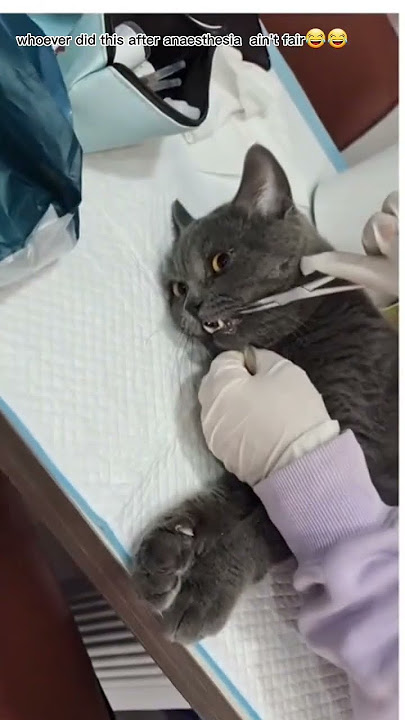 Cat reaction  after anaesthesia.🤪🤪