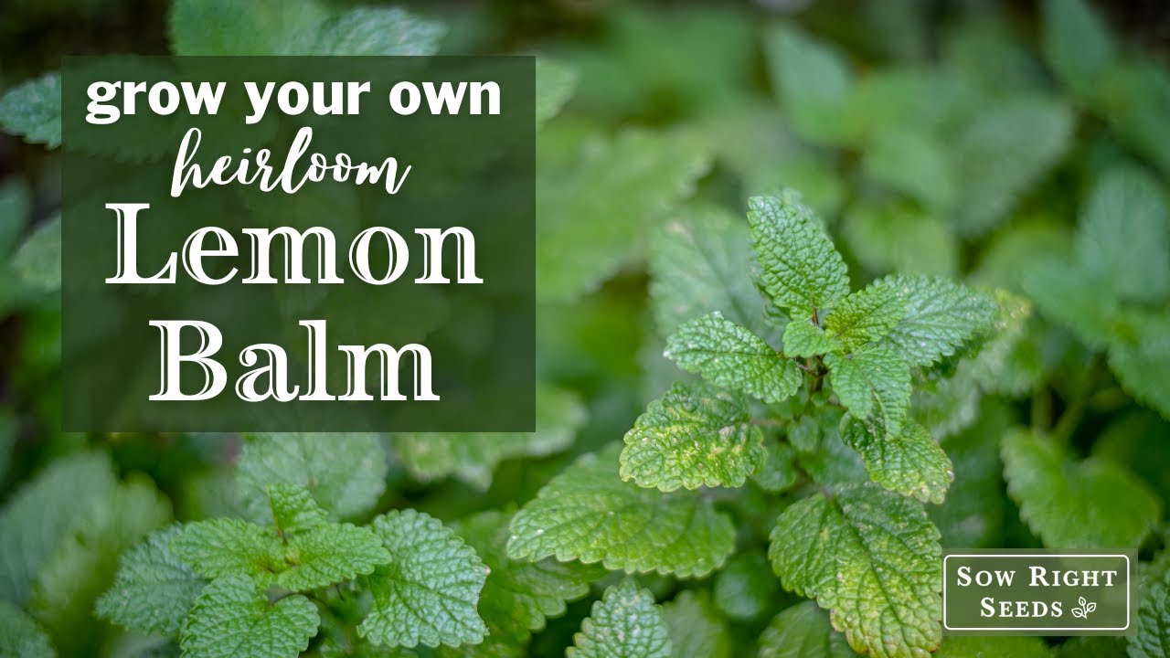 Sow Right Seeds Lemon Balm YouTube