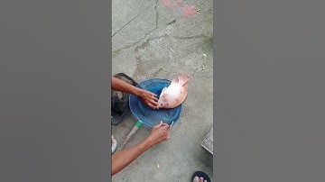 Strike Nila Merah Babon super Joss #shorts #shortsvideo #mancing #video #ikan #viral #fishing