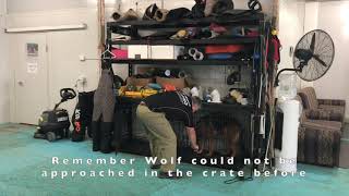 Update On Wolf - Human Aggressive German Shepherd