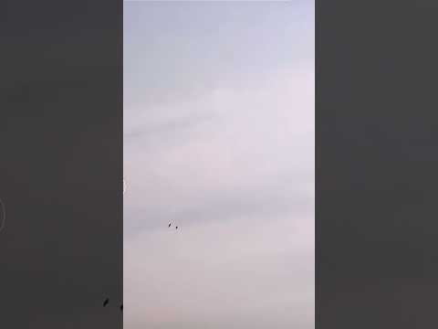 قصيدة في الطير والمقناص